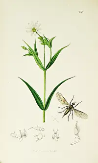Footed: Curtis British Entomology Plate 130