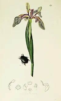 Stinking: Curtis British Entomology Plate 131