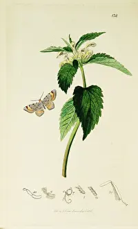 Barred: Curtis British Entomology Plate 132