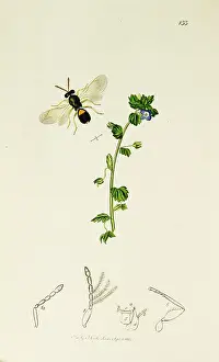 Germander: Curtis British Entomology Plate 133