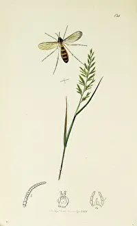 Gnat: Curtis British Entomology Plate 134