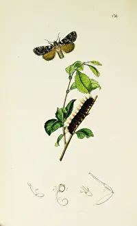Knot: Curtis British Entomology Plate 136