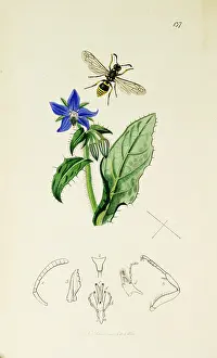 Wasp: Curtis British Entomology Plate 137