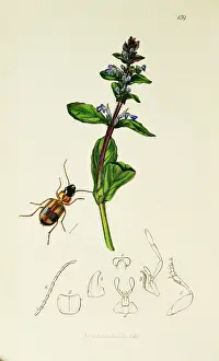 Bugle: Curtis British Entomology Plate 139