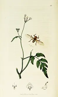 Hens: Curtis British Entomology Plate 14