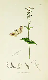 Marbled: Curtis British Entomology Plate 140