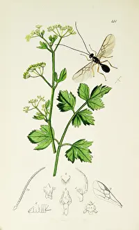 Celery: Curtis British Entomology Plate 141