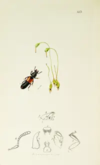 Locks: Curtis British Entomology Plate 143