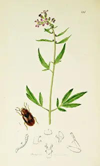 Wort: Curtis British Entomology Plate 144