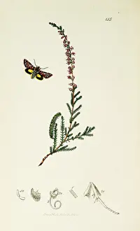Ling: Curtis British Entomology Plate 145