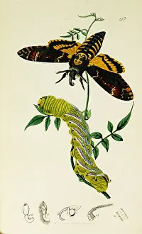 Deaths: Curtis British Entomology Plate 147