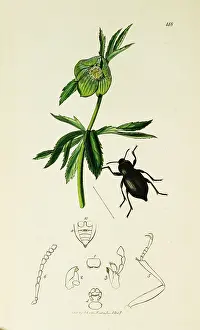 Blunt: Curtis British Entomology Plate 148