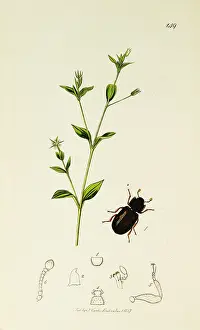 Plantain: Curtis British Entomology Plate 149