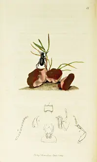 Peziza: Curtis British Entomology Plate 15