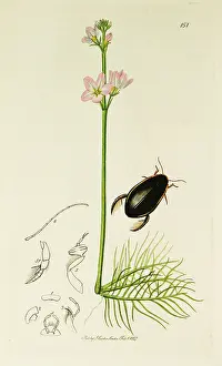 Mainland: Curtis British Entomology Plate 151