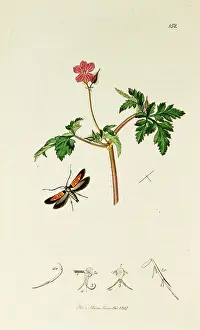 Geranium: Curtis British Entomology Plate 152