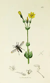 Robber: Curtis British Entomology Plate 153