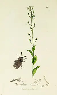 Brook: Curtis British Entomology Plate 154