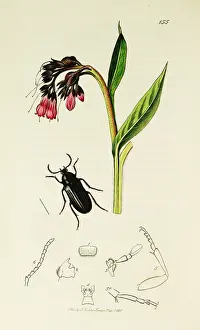 Scarce: Curtis British Entomology Plate 155