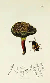 Eater: Curtis British Entomology Plate 156