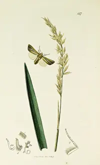 Rubra: Curtis British Entomology Plate 157