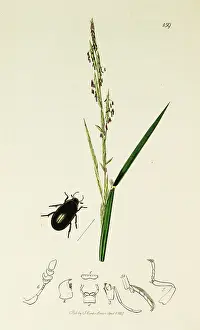 Globose: Curtis British Entomology Plate 159