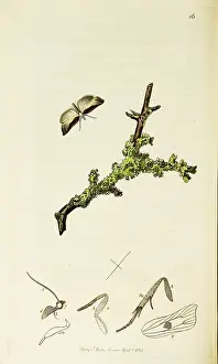 Rufous: Curtis British Entomology Plate 16