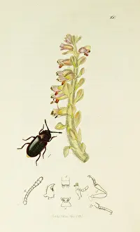 Feeder: Curtis British Entomology Plate 160
