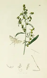 Artemisia: Curtis British Entomology Plate 161