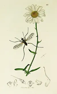 Chrysanthemum: Curtis British Entomology Plate 162