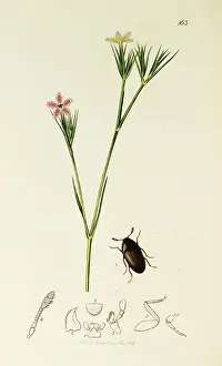 Deptford: Curtis British Entomology Plate 163