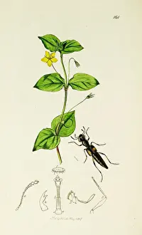 Lysimachia: Curtis British Entomology Plate 164