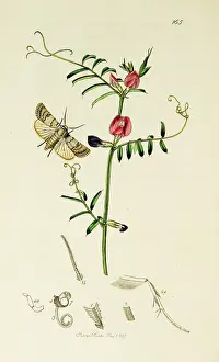 Sativa: Curtis British Entomology Plate 165