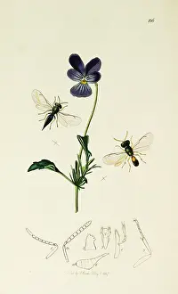 Viola: Curtis British Entomology Plate 166