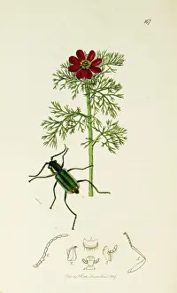 Pheasants: Curtis British Entomology Plate 167