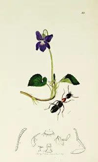 Viola: Curtis British Entomology Plate 168