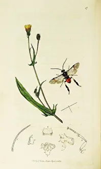 Croesus: Curtis British Entomology Plate 17