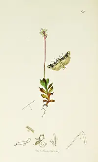 Saxifraga: Curtis British Entomology Plate 170