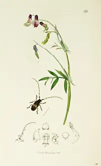 Lamia: Curtis British Entomology Plate 172