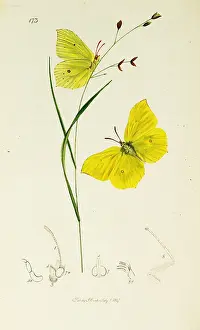 Rhamni: Curtis British Entomology Plate 173