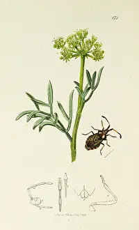 Hemiptera: Curtis British Entomology Plate 174