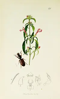 Nettle: Curtis British Entomology Plate 175