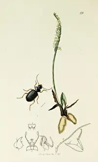 Tresses: Curtis British Entomology Plate 176