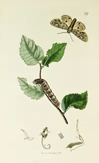 Brocade: Curtis British Entomology Plate 177