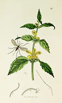 Verna: Curtis British Entomology Plate 178