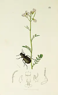 Smock: Curtis British Entomology Plate 179