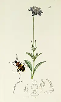 Scabiosa: Curtis British Entomology Plate 180