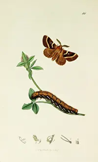 Copied: Curtis British Entomology Plate 181