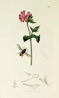 Bodied: Curtis British Entomology Plate 182