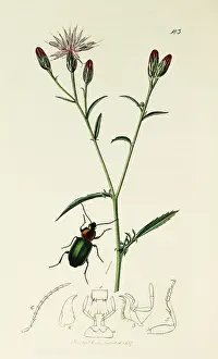 Mainland: Curtis British Entomology Plate 183